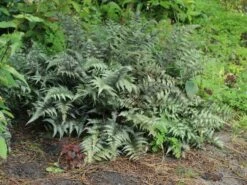 Brokatfarn 'Metallicum' / 'Pictum' -Günstiges Erd Seele Geschäft brokatfarn metallicum pictum m009159 w 5