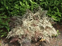 Brokatfarn 'Metallicum' / 'Pictum' -Günstiges Erd Seele Geschäft brokatfarn metallicum pictum m009159 w 6