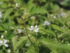 Brombeere 'Loch Ness' 9 Brombeere 'Loch Ness' -Günstiges Erd Seele Geschäft brombeere loch ness m002286 w 0