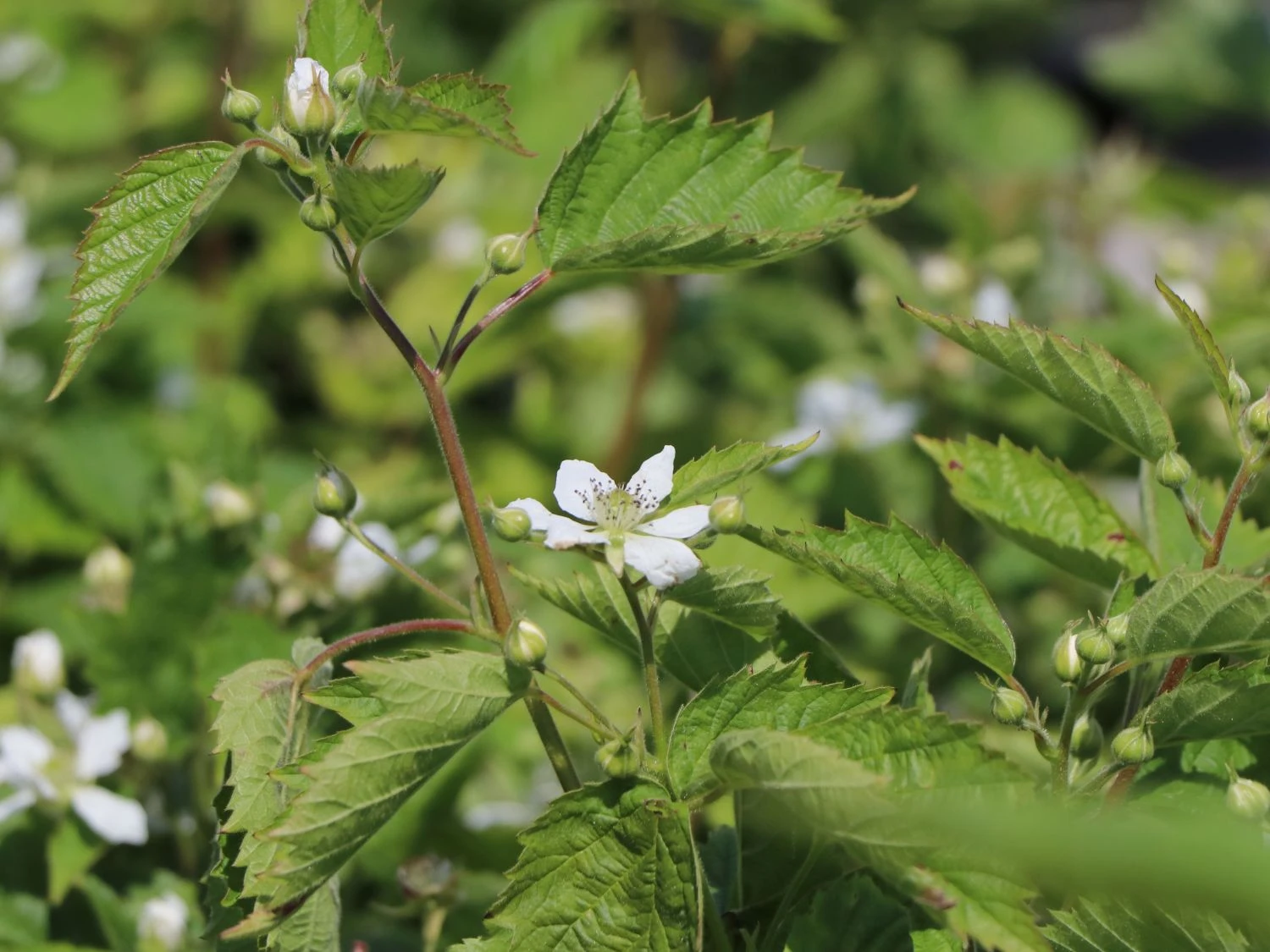 Brombeere 'Loch Ness' 6 Brombeere 'Loch Ness' – Bild 4