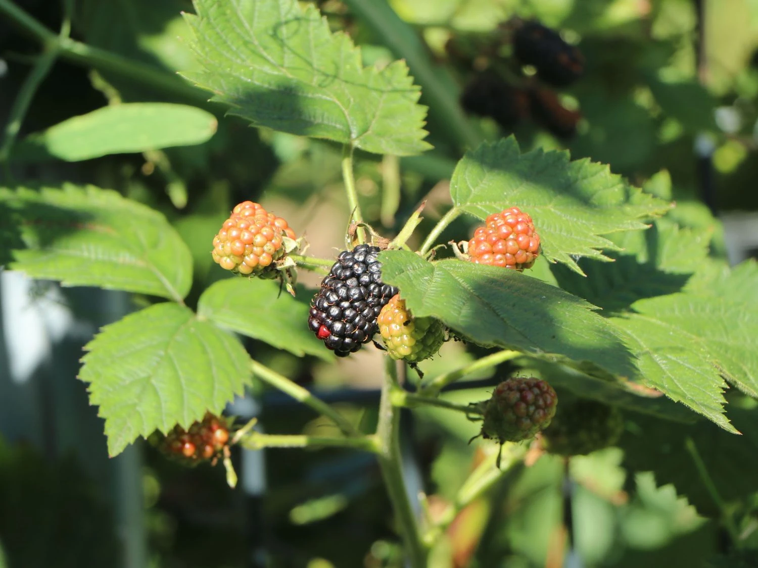 Brombeere 'Loch Ness' 4 Brombeere 'Loch Ness' – Bild 2