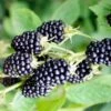 Brombeere 'Loch Ness' -Günstiges Erd Seele Geschäft brombeere loch ness s m002286 h 0