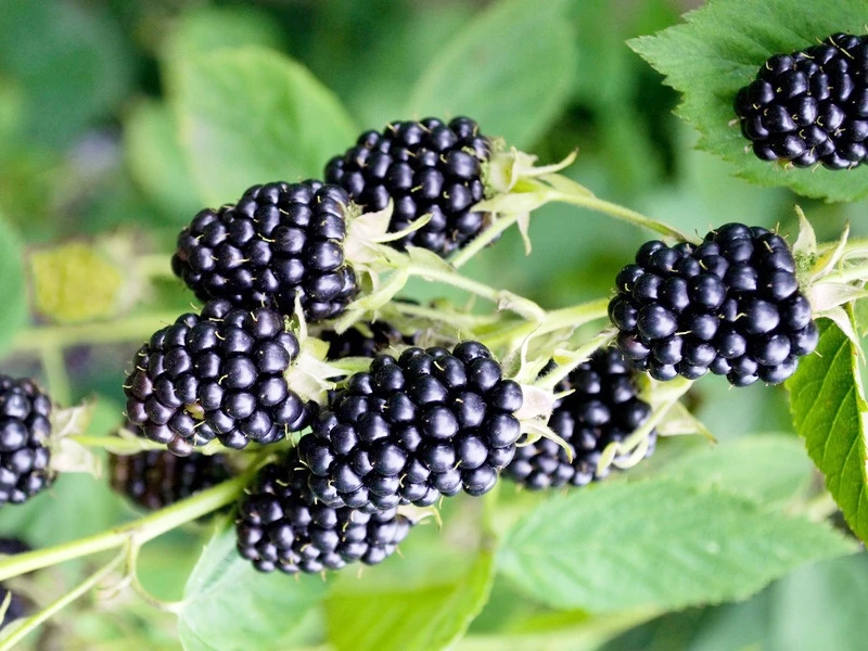 Brombeere 'Loch Ness' 3 Brombeere 'Loch Ness'