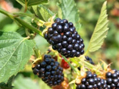 Brombeere 'Loch Ness' 8 Brombeere 'Loch Ness' -Günstiges Erd Seele Geschäft brombeere loch ness s m002286 w 0