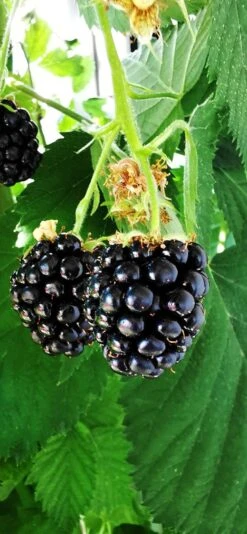 Brombeere 'Navaho' ® -Günstiges Erd Seele Geschäft brombeere navaho m008229 1156125 0