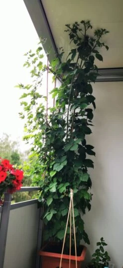 Brombeere 'Navaho' ® -Günstiges Erd Seele Geschäft brombeere navaho m008229 1156125 0