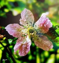 Brombeere 'Navaho' ® -Günstiges Erd Seele Geschäft brombeere navaho m008229 1156125 1