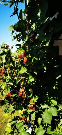 Brombeere 'Navaho' ® -Günstiges Erd Seele Geschäft brombeere navaho m008229 1156125 1