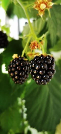 Brombeere 'Navaho' ® -Günstiges Erd Seele Geschäft brombeere navaho m008229 1156125 2