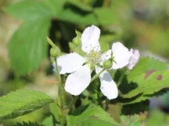 Brombeere 'Navaho' ® -Günstiges Erd Seele Geschäft brombeere navaho m008229 w 0