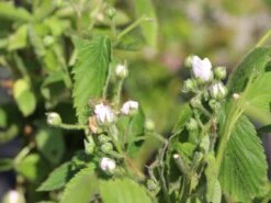 Brombeere 'Navaho' ® -Günstiges Erd Seele Geschäft brombeere navaho m008229 w 1