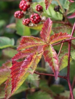 Brombeere 'Navaho' ® -Günstiges Erd Seele Geschäft brombeere navaho m008229 w 2