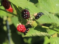 Brombeere 'Navaho' ® -Günstiges Erd Seele Geschäft brombeere navaho m008229 w 4