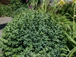 Buchsbaum 'Blauer Heinz' -Günstiges Erd Seele Geschäft buchsbaum blauer heinz m006448 w 0