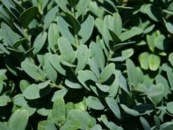 Buchsbaum 'Blauer Heinz' -Günstiges Erd Seele Geschäft buchsbaum blauer heinz m006448 w 1