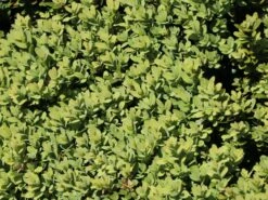 Buchsbaum 'Blauer Heinz' -Günstiges Erd Seele Geschäft buchsbaum blauer heinz m006448 w 2