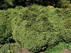 Buchsbaum 'Blauer Heinz' -Günstiges Erd Seele Geschäft buchsbaum blauer heinz m006448 w 3