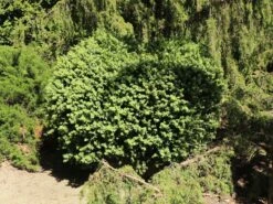 Buchsbaum 'Blauer Heinz' -Günstiges Erd Seele Geschäft buchsbaum blauer heinz m006448 w 4