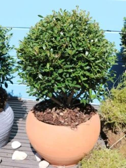 Buchsilex / Niedriger Bergilex 'Stokes' (Kugel) -Günstiges Erd Seele Geschäft buchsilex niedriger bergilex stokes kugel m102341 w 0