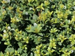 Günstiges Erd Seele Geschäft -Günstiges Erd Seele Geschäft buchsilex niedriger bergilex stokes kugel m102341 w 1