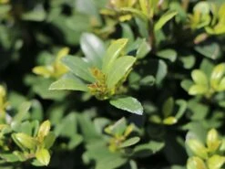 Buchsilex / Niedriger Bergilex 'Stokes' (Kugel) -Günstiges Erd Seele Geschäft buchsilex niedriger bergilex stokes kugel m102341 w 2