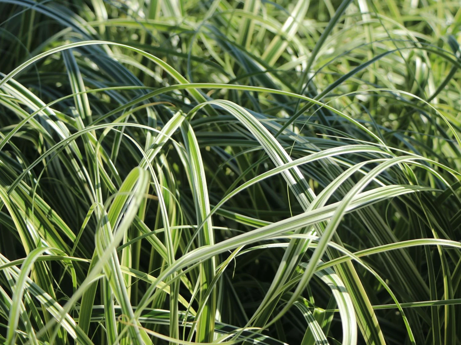 Buntblättrige Segge 'Feather Falls' 4 Buntblättrige Segge 'Feather Falls' – Bild 2