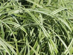 Buntblättrige Segge 'Feather Falls' 8 Buntblättrige Segge 'Feather Falls' -Günstiges Erd Seele Geschäft buntblaettrige segge feather falls m111746 w 1