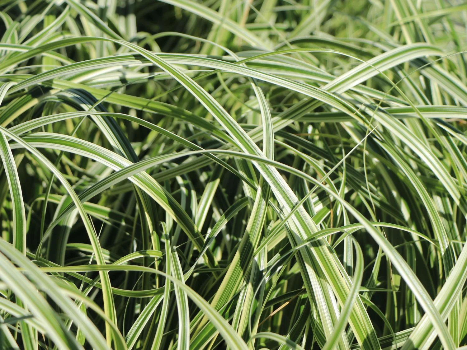 Buntblättrige Segge 'Feather Falls' 5 Buntblättrige Segge 'Feather Falls' – Bild 3