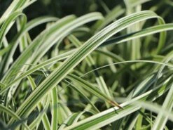 Buntblättrige Segge 'Feather Falls' 9 Buntblättrige Segge 'Feather Falls' -Günstiges Erd Seele Geschäft buntblaettrige segge feather falls m111746 w 2