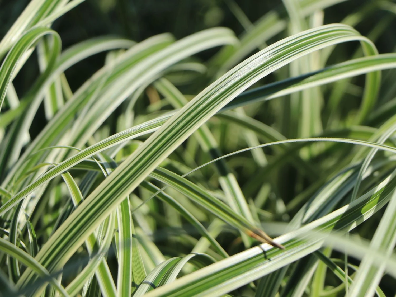 Buntblättrige Segge 'Feather Falls' 6 Buntblättrige Segge 'Feather Falls' – Bild 4