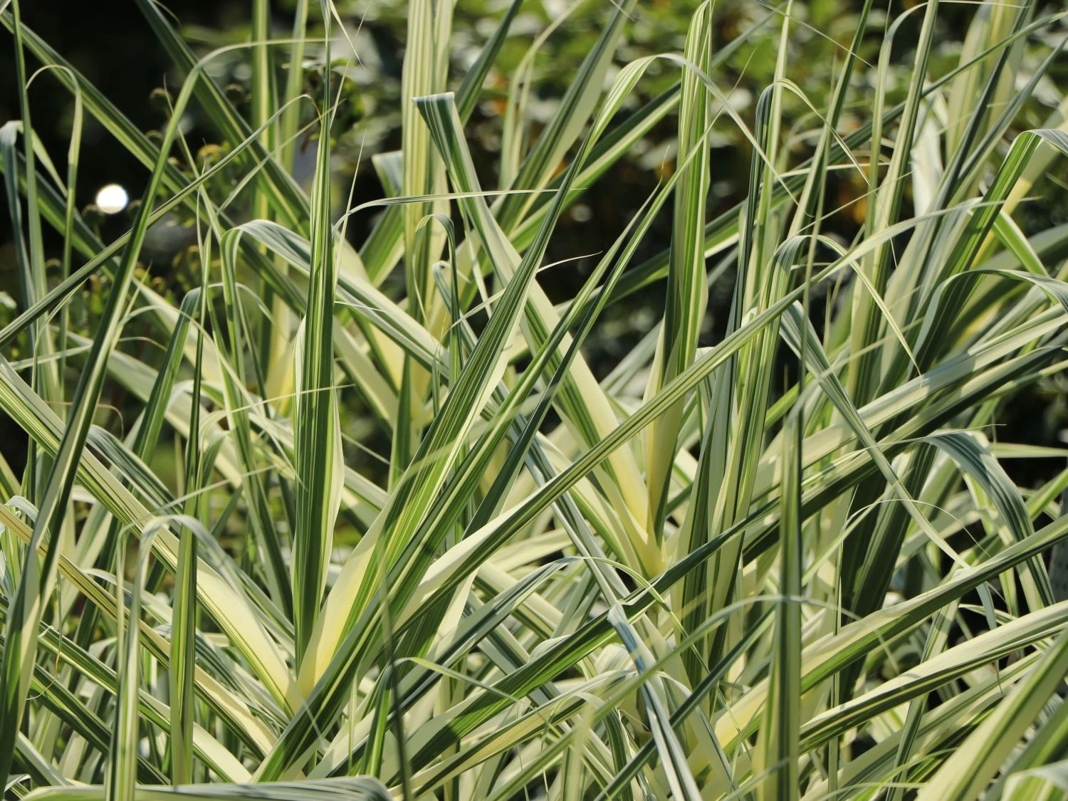 Buntblättriges Pfahlrohr 'Variegata' 7 Buntblättriges Pfahlrohr 'Variegata' – Bild 5