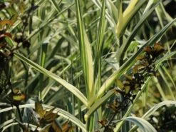 Buntblättriges Pfahlrohr 'Variegata' 15 Buntblättriges Pfahlrohr 'Variegata' -Günstiges Erd Seele Geschäft buntblaettriges pfahlrohr variegata m044605 w 1