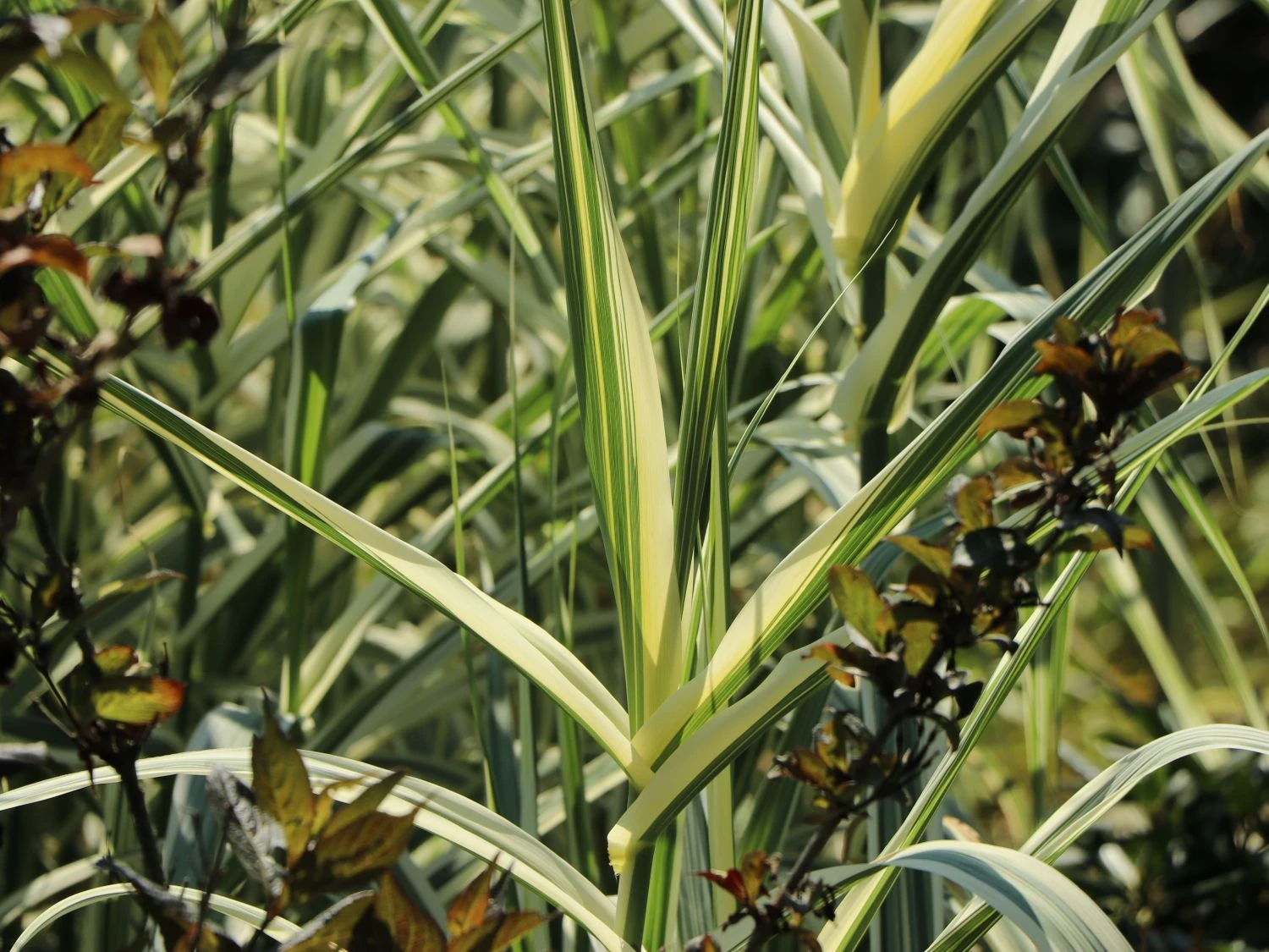 Buntblättriges Pfahlrohr 'Variegata' 5 Buntblättriges Pfahlrohr 'Variegata' – Bild 3