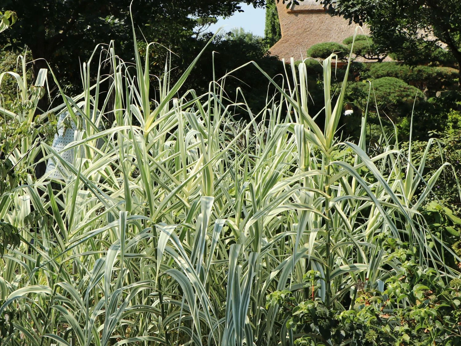 Buntblättriges Pfahlrohr 'Variegata' 4 Buntblättriges Pfahlrohr 'Variegata' – Bild 2