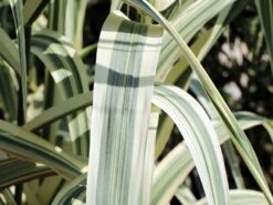 Buntblättriges Pfahlrohr 'Variegata' 19 Buntblättriges Pfahlrohr 'Variegata' -Günstiges Erd Seele Geschäft buntblaettriges pfahlrohr variegata m044605 w 3