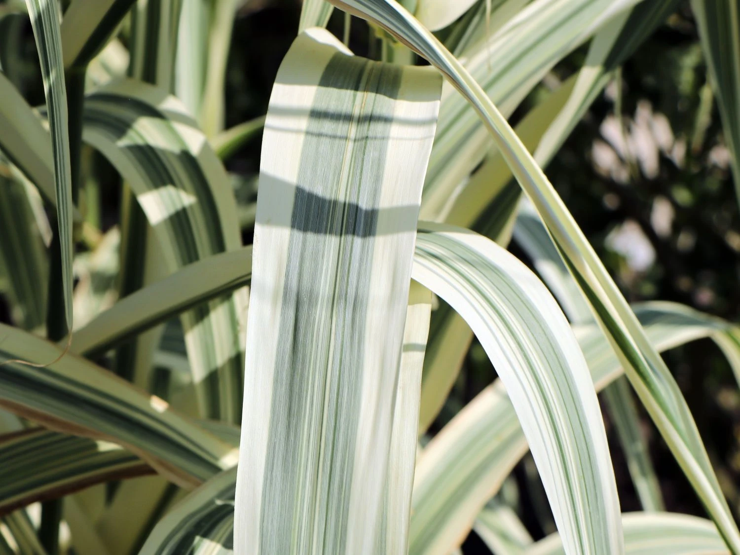 Buntblättriges Pfahlrohr 'Variegata' 9 Buntblättriges Pfahlrohr 'Variegata' – Bild 7