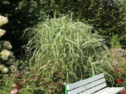 Buntblättriges Pfahlrohr 'Variegata' 18 Buntblättriges Pfahlrohr 'Variegata' -Günstiges Erd Seele Geschäft buntblaettriges pfahlrohr variegata m044605 w 4