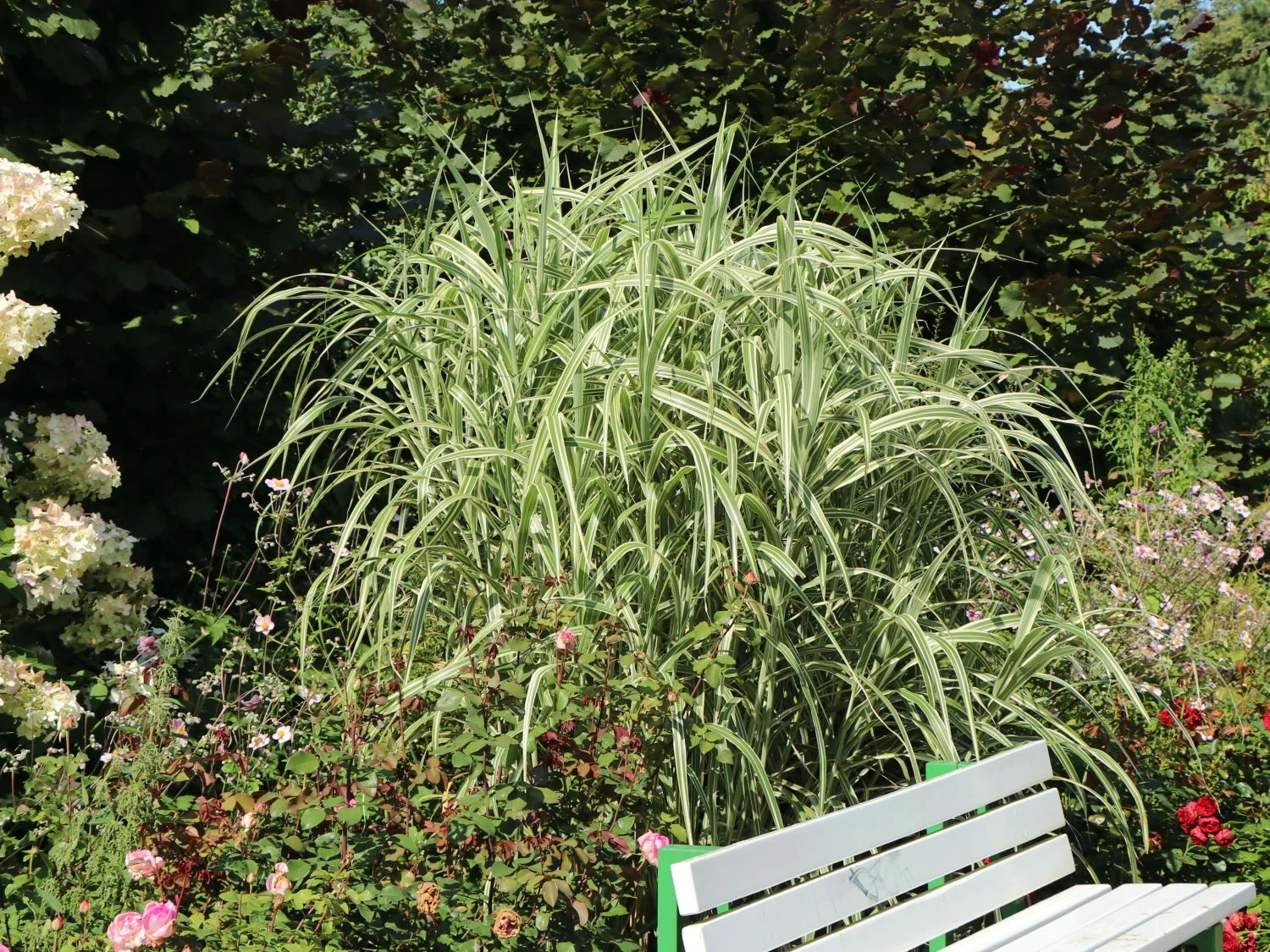 Buntblättriges Pfahlrohr 'Variegata' 8 Buntblättriges Pfahlrohr 'Variegata' – Bild 6