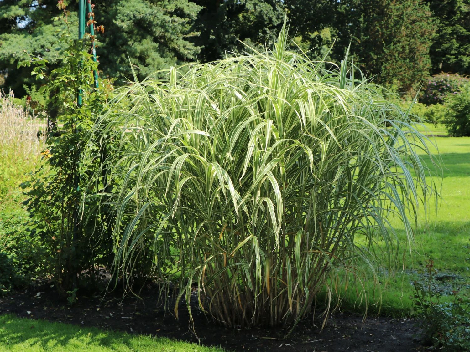Buntblättriges Pfahlrohr 'Variegata' 6 Buntblättriges Pfahlrohr 'Variegata' – Bild 4