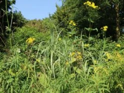 Buntblättriges Pfahlrohr 'Variegata' 23 Buntblättriges Pfahlrohr 'Variegata' -Günstiges Erd Seele Geschäft buntblaettriges pfahlrohr variegata m044605 w 6