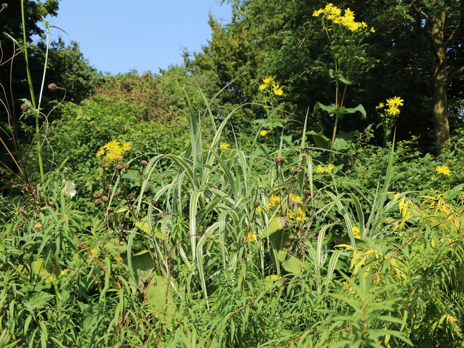 Buntblättriges Pfahlrohr 'Variegata' 13 Buntblättriges Pfahlrohr 'Variegata' – Bild 11