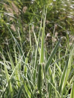 Buntblättriges Pfahlrohr 'Variegata' 21 Buntblättriges Pfahlrohr 'Variegata' -Günstiges Erd Seele Geschäft buntblaettriges pfahlrohr varigata m044605 w 4