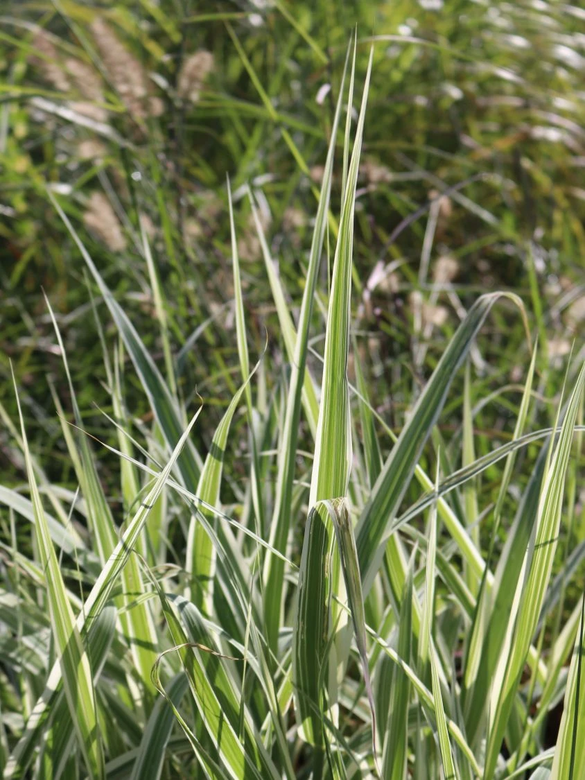Buntblättriges Pfahlrohr 'Variegata' 11 Buntblättriges Pfahlrohr 'Variegata' – Bild 9
