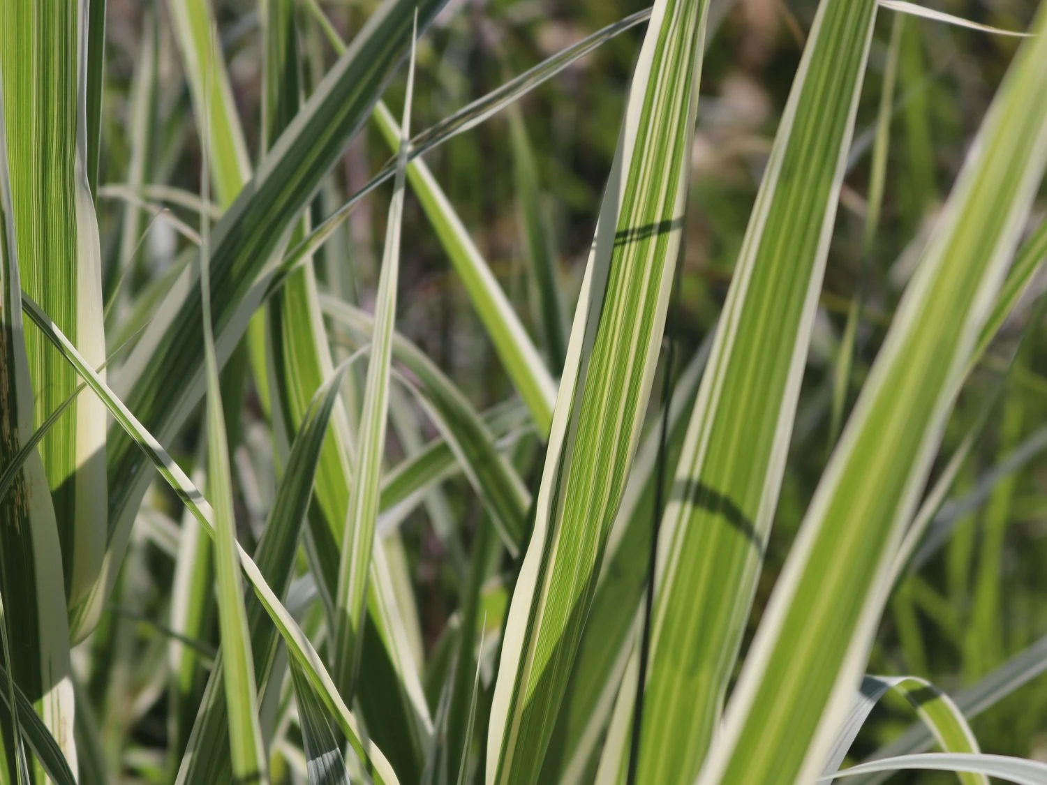 Buntblättriges Pfahlrohr 'Variegata' 10 Buntblättriges Pfahlrohr 'Variegata' – Bild 8