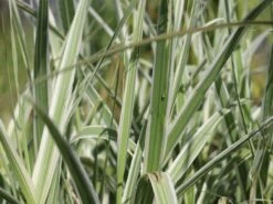 Buntblättriges Pfahlrohr 'Variegata' 22 Buntblättriges Pfahlrohr 'Variegata' -Günstiges Erd Seele Geschäft buntblaettriges pfahlrohr varigata m044605 w 6