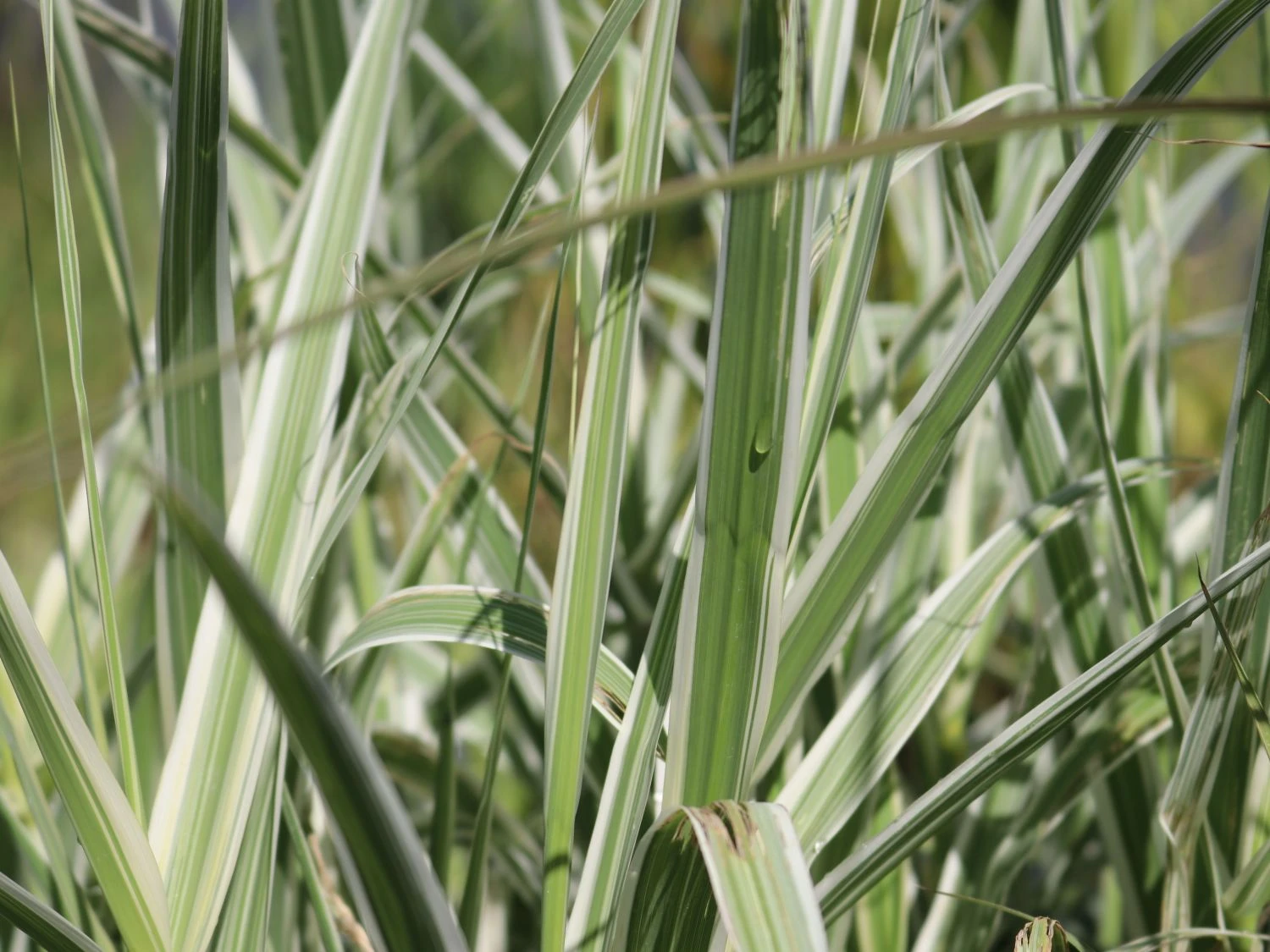 Buntblättriges Pfahlrohr 'Variegata' 12 Buntblättriges Pfahlrohr 'Variegata' – Bild 10