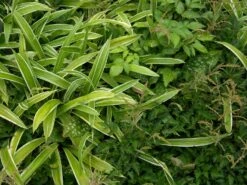 Bunte Breitblatt Segge 'Variegata' 14 Bunte Breitblatt Segge 'Variegata' -Günstiges Erd Seele Geschäft bunte breitblatt segge variegata m058092 w 0