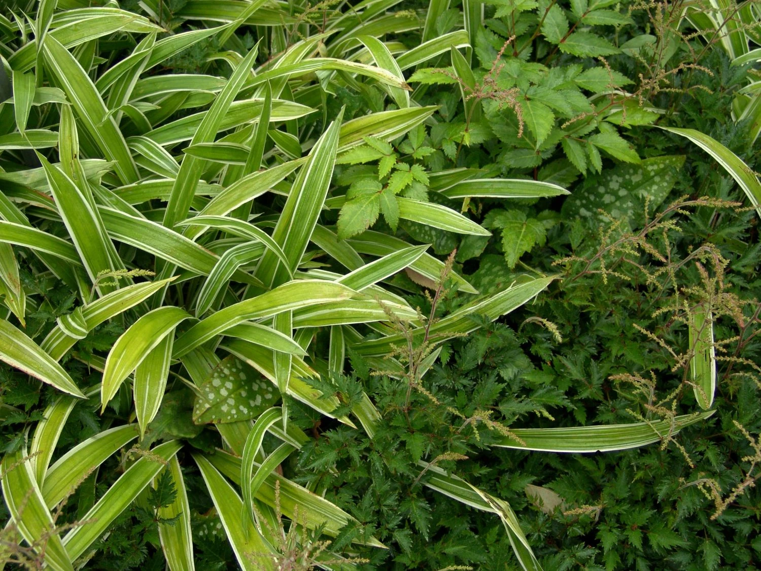 Bunte Breitblatt Segge 'Variegata' 8 Bunte Breitblatt Segge 'Variegata' – Bild 6