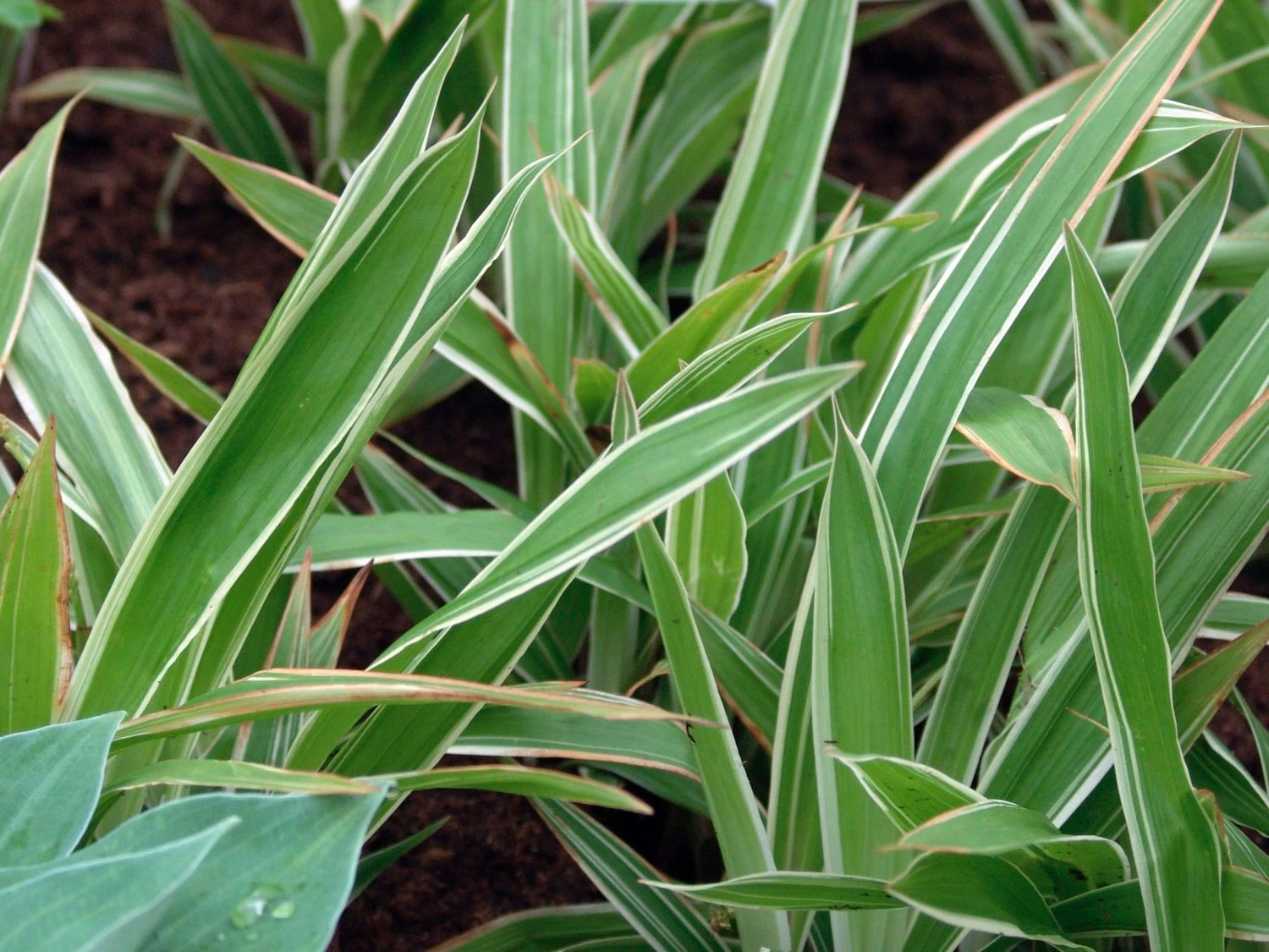 Bunte Breitblatt Segge 'Variegata' 7 Bunte Breitblatt Segge 'Variegata' – Bild 5