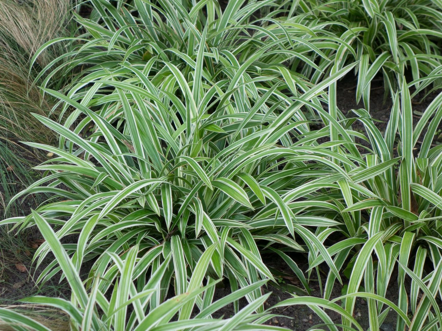 Bunte Breitblatt Segge 'Variegata' 5 Bunte Breitblatt Segge 'Variegata' – Bild 3